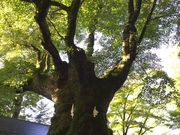 hama.hama̓̃VimL̓eʐ^1