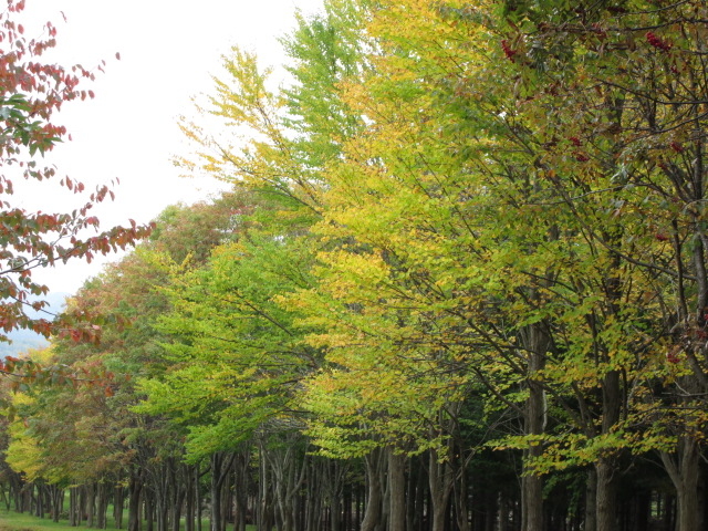 ���؉��̓�����t�߂̍g�t_�^�둺���؉�