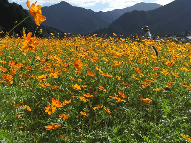 1�F�̃R�X���X(�I�����W)_���Z�R�X���X��