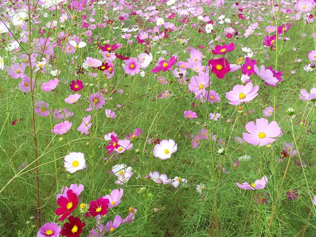 ������̓J���t����3�F�R�X���X_���Z�R�X���X��