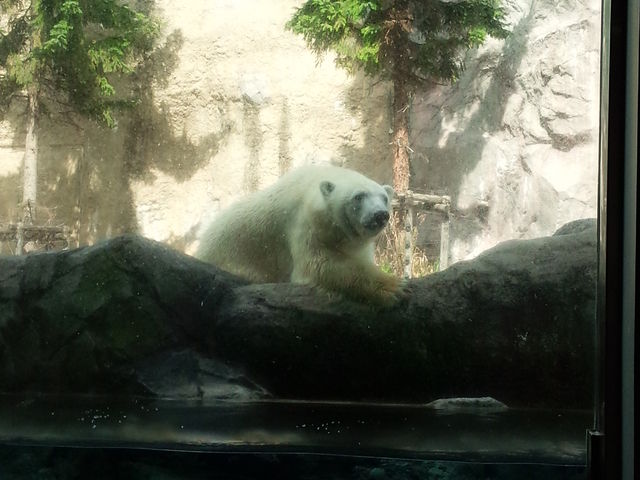 �z�b�L���N�O�}��_���R������