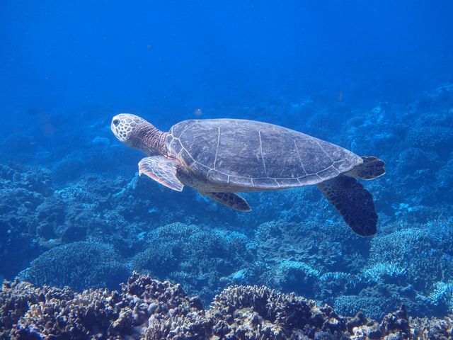 1�C�ڂ̃E�~�K������_�A���t�@�_�C�u�ǒJ�X