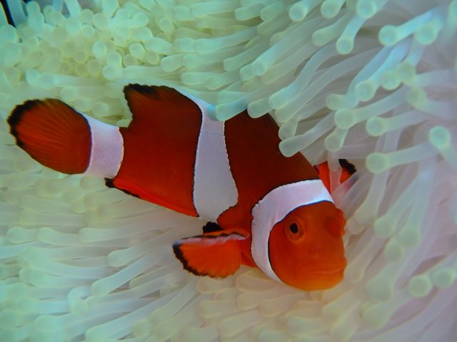 ���������N�}�m�~������_�A���t�@�_�C�u�ǒJ�X