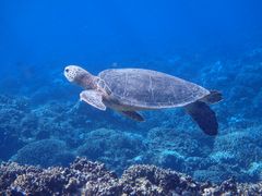 ����ӂ���̃A���t�@�_�C�u�ǒJ�X�ւ̓��e�ʐ^1