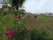 MooMoo܂΁iqj̓eʐ^3