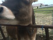 MooMoo܂΁iqj̓eʐ^5