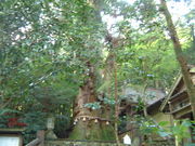 �Ԃ���񂳂�̑�n�Ђ̑吙�̓��e�ʐ^1