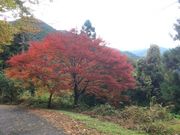 񂿂񂳂̂߂΂̓eʐ^1