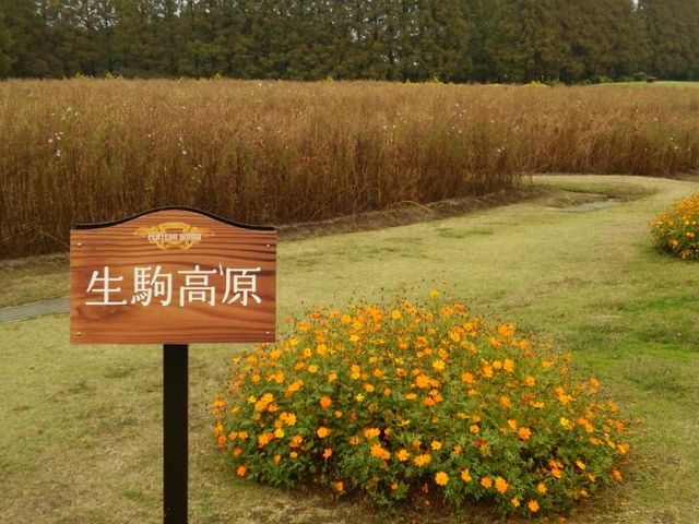 ̉F̃RXX̌낪RXX炢Ă悤ŁAN͗LłςĂ݂Ǝv܂_