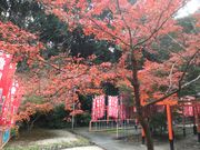 Sakamoto119̗cЂ̓eʐ^10