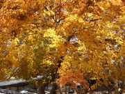 nukunuku̖@؎R掛̓eʐ^3