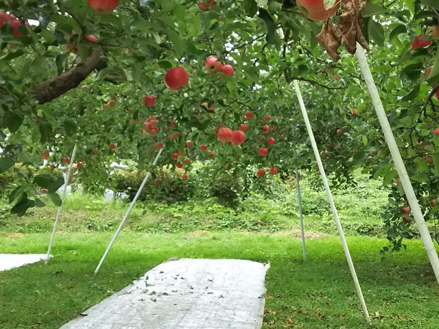 ���������񂲂��Ȃ��Ă��܂����B�i��͗z���������Ǝv���܂��B_��񂲎��