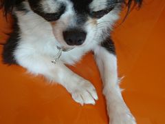 䂸܂܂̂񓮕ւ̓eʐ^1