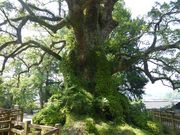 C[XgEbh̊̑NX(ʓVRLOj̓eʐ^1