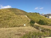 Sakamoto119̎jՓm،Õ̓eʐ^6