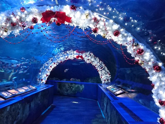 品川 水族館 周辺 食事 出会い系アプリ