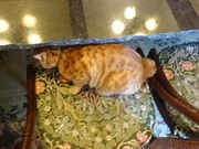 mon-t̏R뉀pق̓eʐ^4