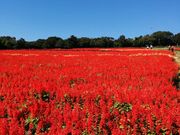 炽񂳂̂킶Ԃ̓eʐ^2