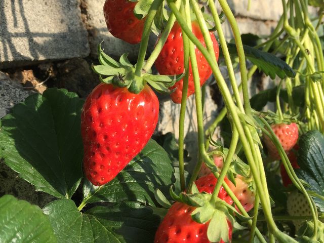 ���ǂ₢������艀