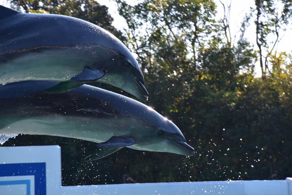 全国 イルカに会える水族館28選 生態からイルカウォッチング情報までご紹介 じゃらんニュース