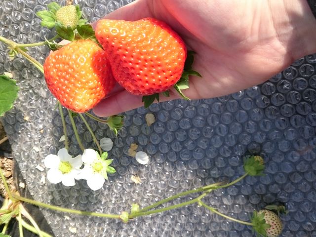 Âđ傫ȃC`SR܂I_숢hӂꂠ_