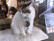 񂳂̋Muwi܃~[WA j̓eʐ^4