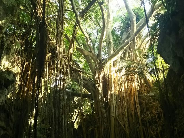 �K���K���[�̒J