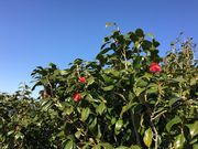 poporon̐֌W]̓eʐ^5