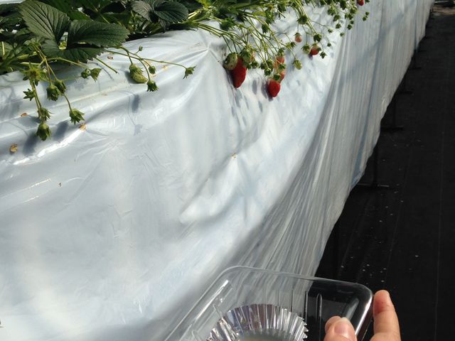 �喞���̃C�`�S��聚_�݂悵�ς��ς��t�@�[��