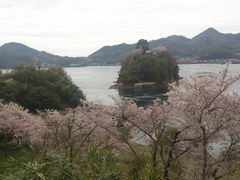 カオリさんの能島城跡の桜の投稿写真1