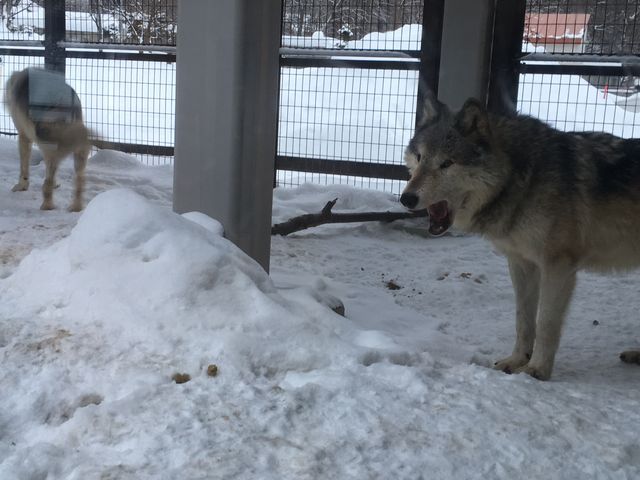 �����т�����T�́A���������ł��I_�~�R������