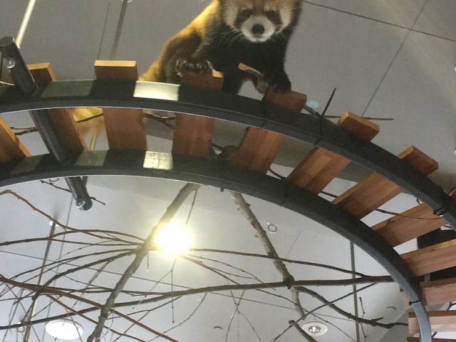 ���b�T�[�p���_���A��������Ă��܂����B���������ł��I_�~�R������