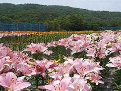 �܂肳��̉Ԃ̉w����ւ̓��e�ʐ^1