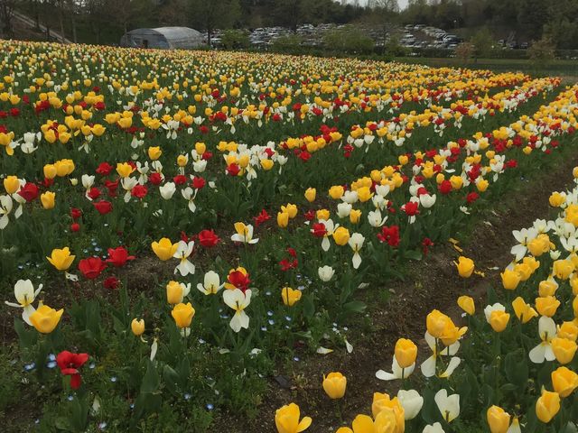 ��������̉�_�䥗΂̃~���[�W�A�� �n�[�x�X�g�̋u