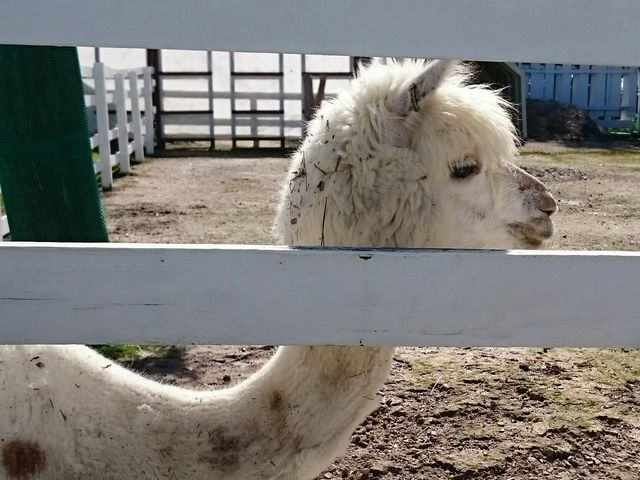 �A���p�J�B_�l�G�ʂ̋u