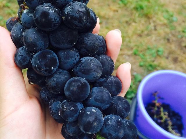 ���܁`��_�܂邦�ό��ʎ���