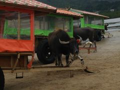 gt̐Ί_h[όւ̓eʐ^1