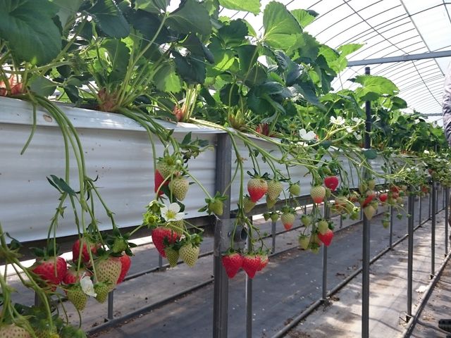 �嗱�ŊÂ����������������񂠂�܂���_Farm U.S.A