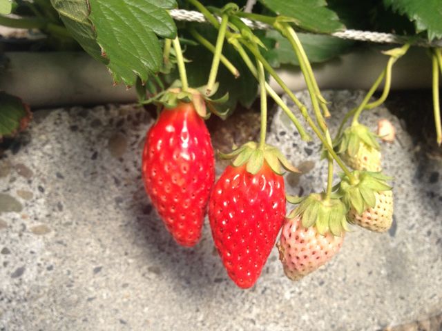 �F���ō��ł��ˁB_���ǂ₢������艀