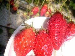 �݂݂���̂��ǂ₢������艀�ւ̓��e�ʐ^1