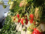 N[|̂ǂ₢艀̓eʐ^1