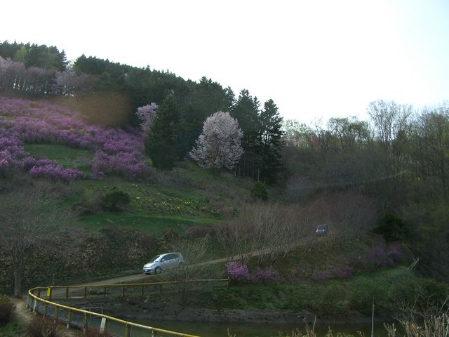 ���̂悤�ɁA�ԂŎ���܂�_�k���t�����[�p���_�C�X