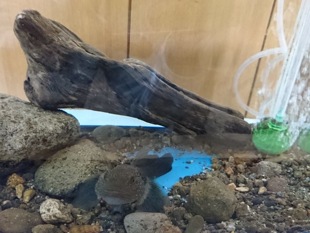 �����炵�Ă܂���(��)_�x┌΃r�W�^�[�Z���^�[