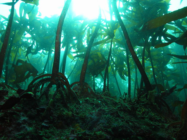 �C������̌��Ă���C�̒��̕��i�B������Ɛ[�߂̖��l�����񂯂�A�V���m�[�P���I_�C���V�������