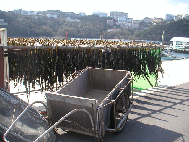 ���J���̃J�̂��́A���t���H�̕�����_�C���V�������