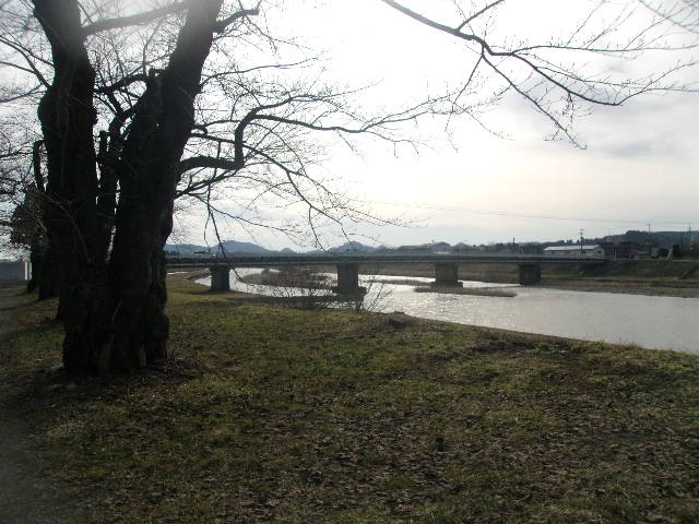 �͔Ȃɑ����\���C���V�m�̗l�q_�O�ؓ����̍�����