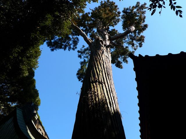 �g�N�T������̍���_�Ђ̓��e�ʐ^6