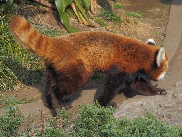 ���b�T�[�p���_�̐K�����t�T�t�T�ő����ȁ`�B_��юR����