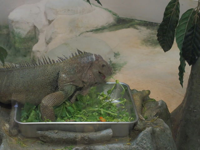 �C�O�A�i?�̐H���ŁA�x�W�^���A���������̂łт�����B_��юR����