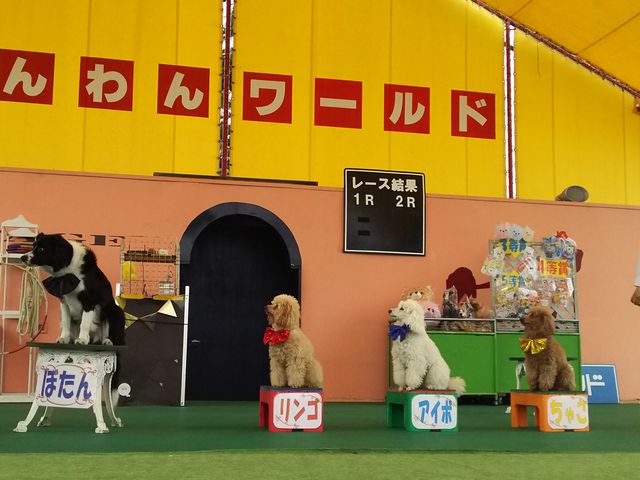 �V���[�̎��B_���΂���񃉃��h